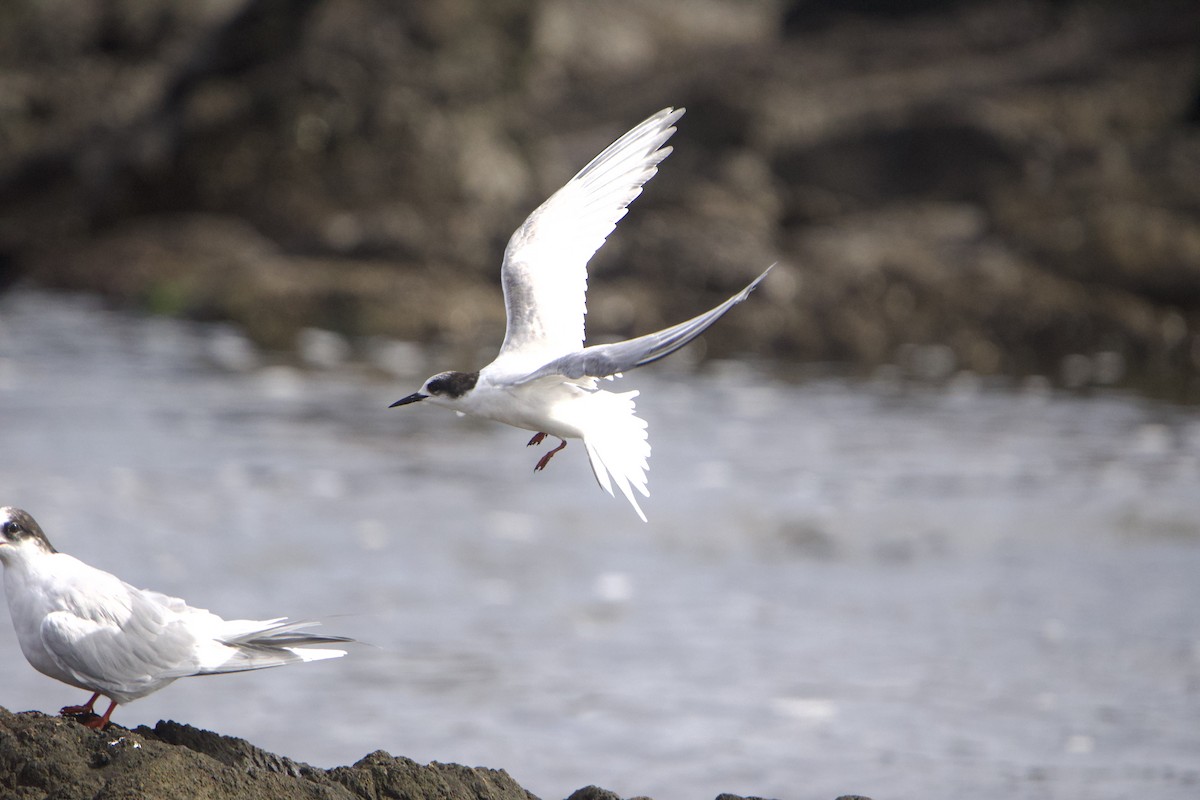 Arctic Tern - ML639340977
