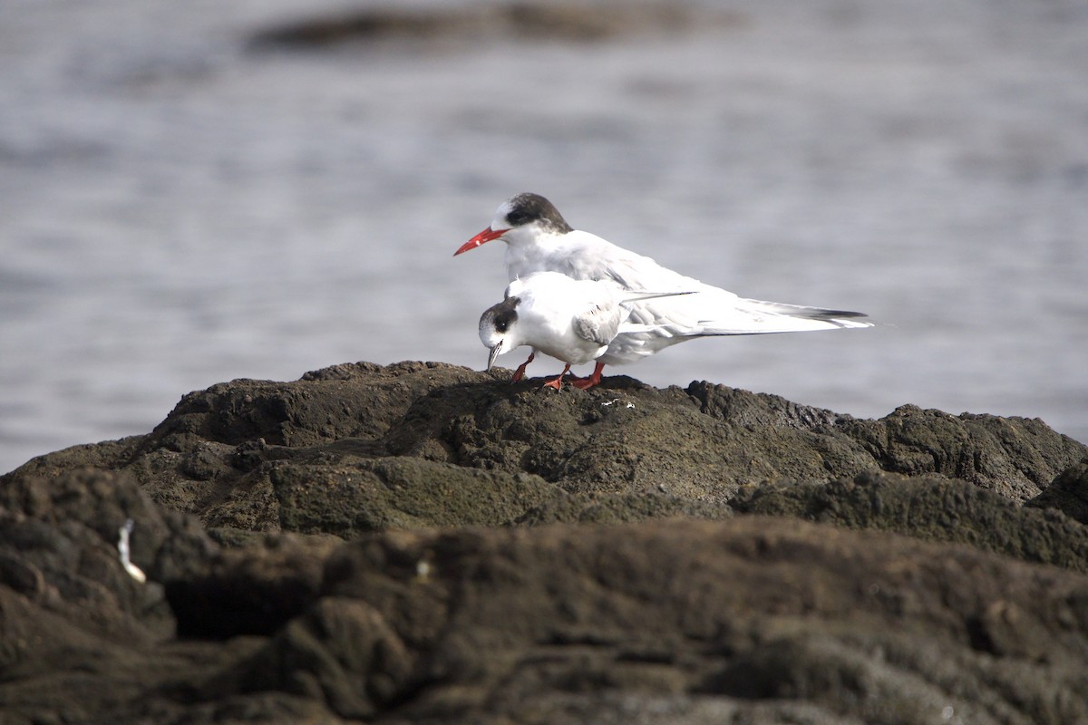 Arctic Tern - ML639340978