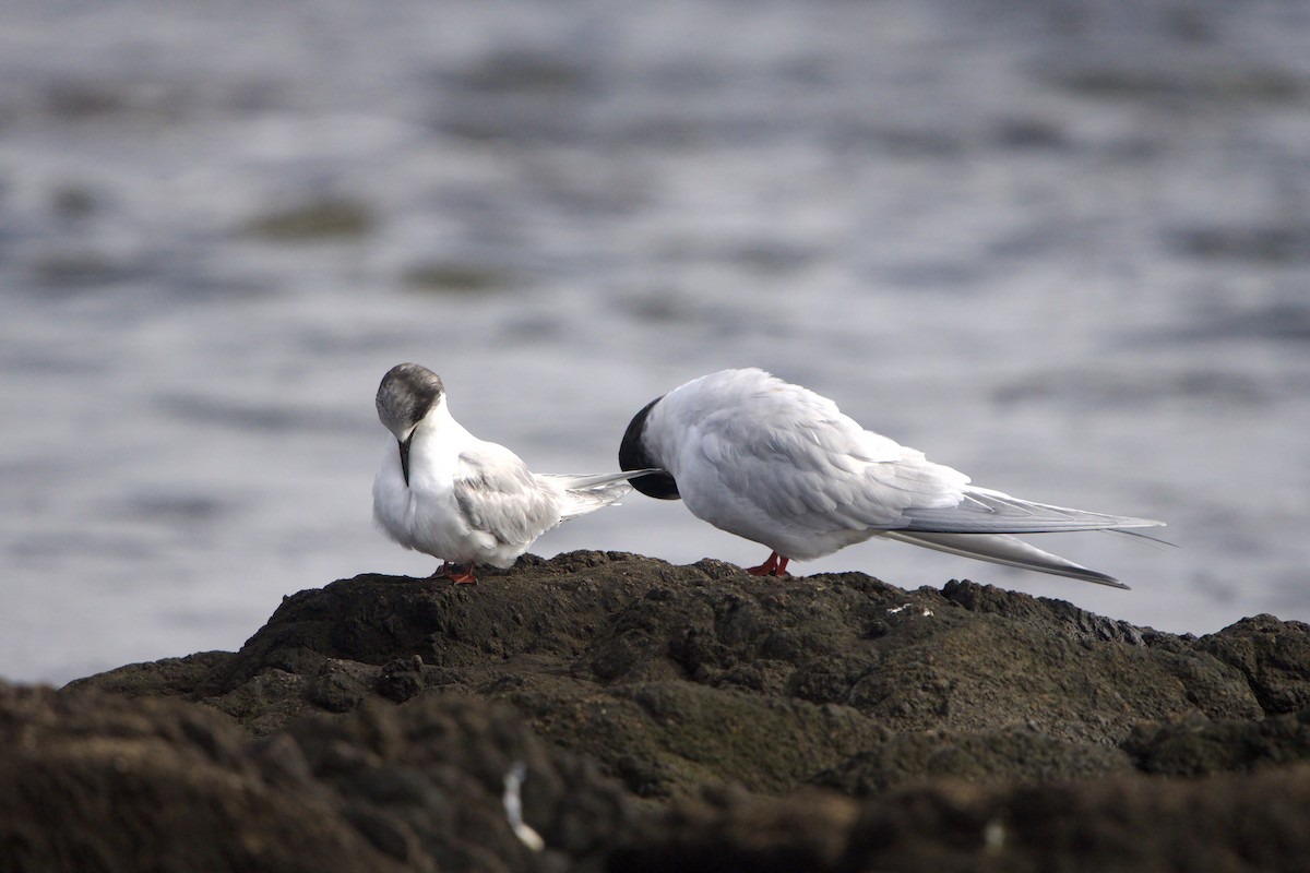 Arctic Tern - ML639340979