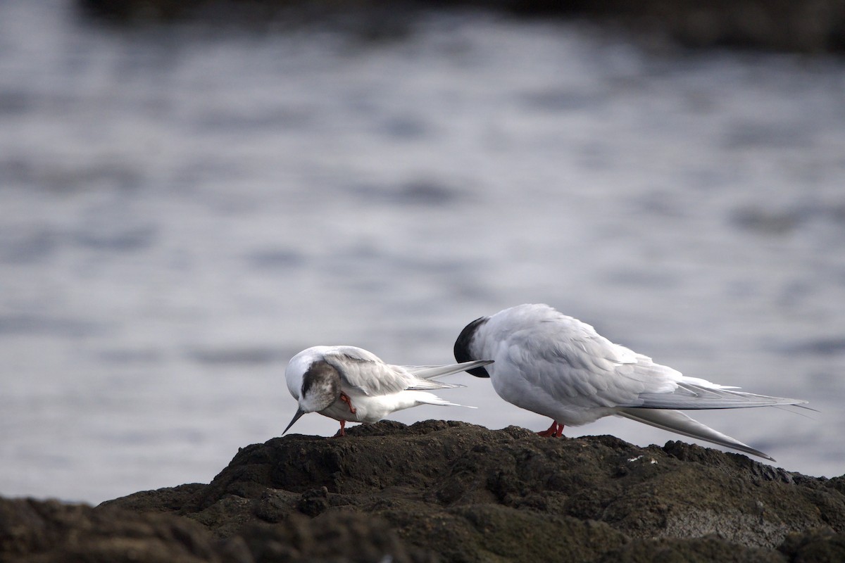 Arctic Tern - ML639340980