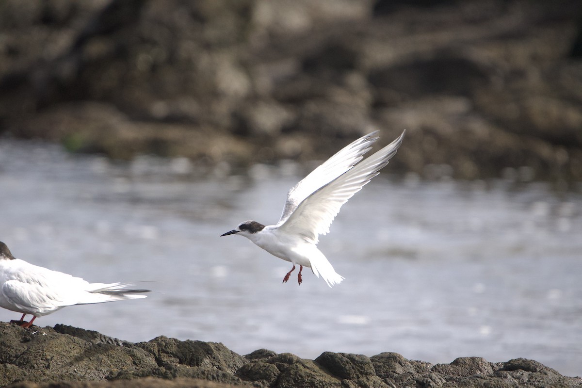 Arctic Tern - ML639340981
