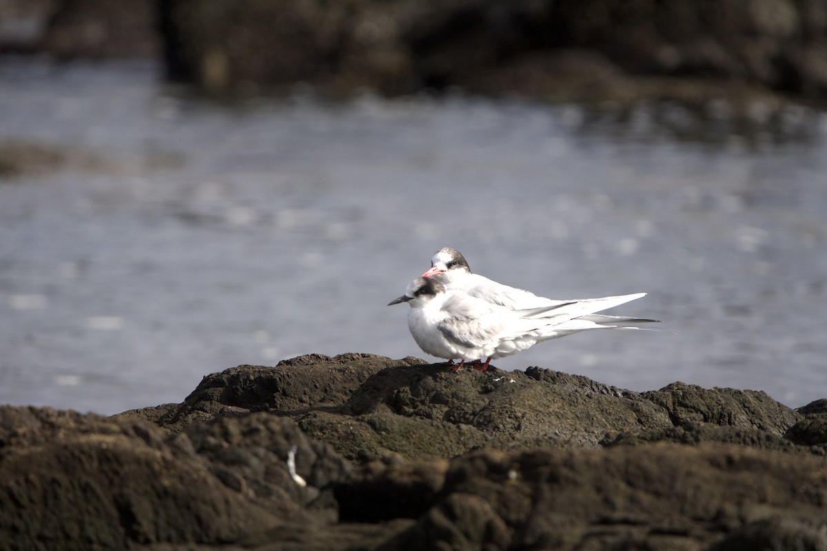 Arctic Tern - ML639340982