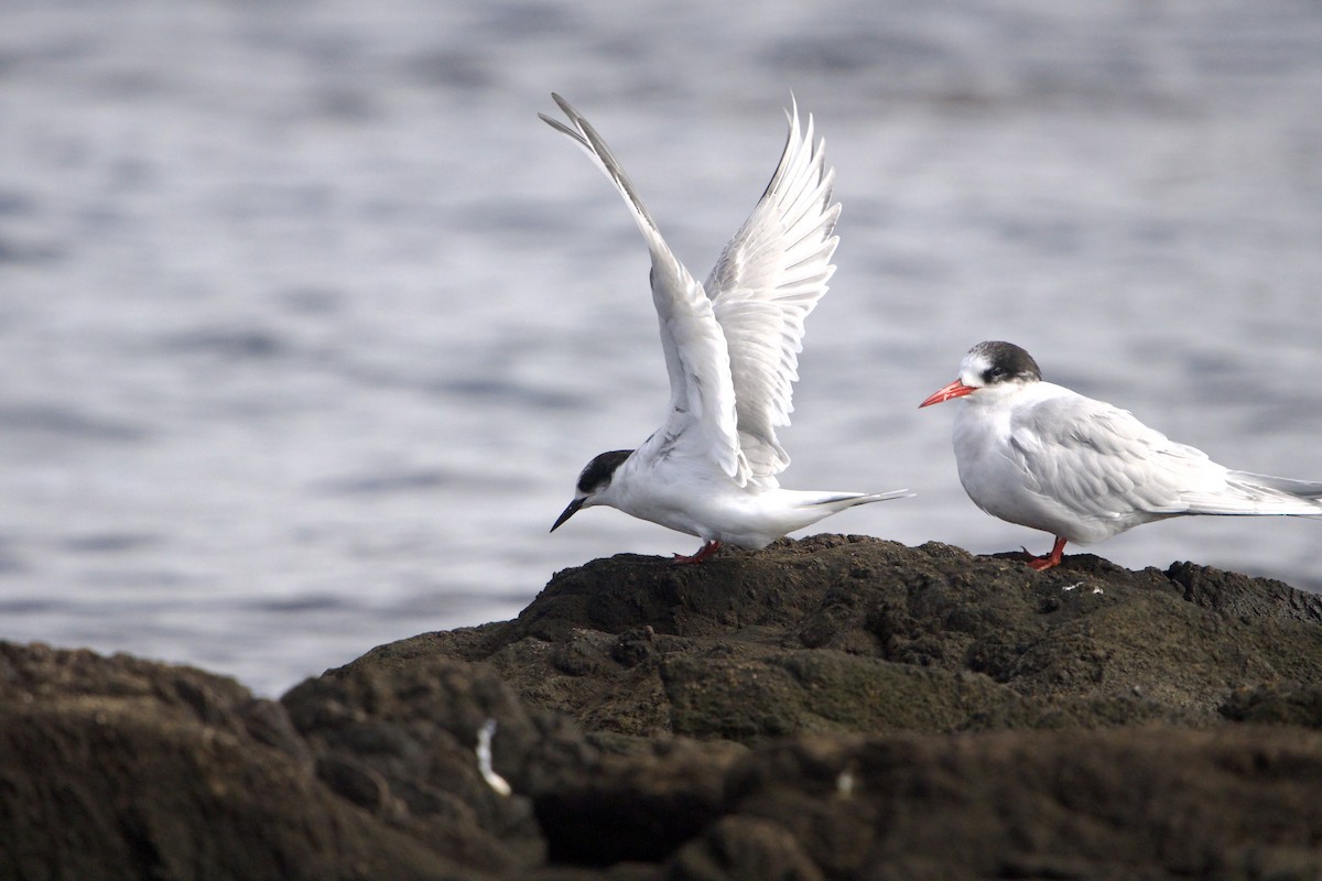 Arctic Tern - ML639340983