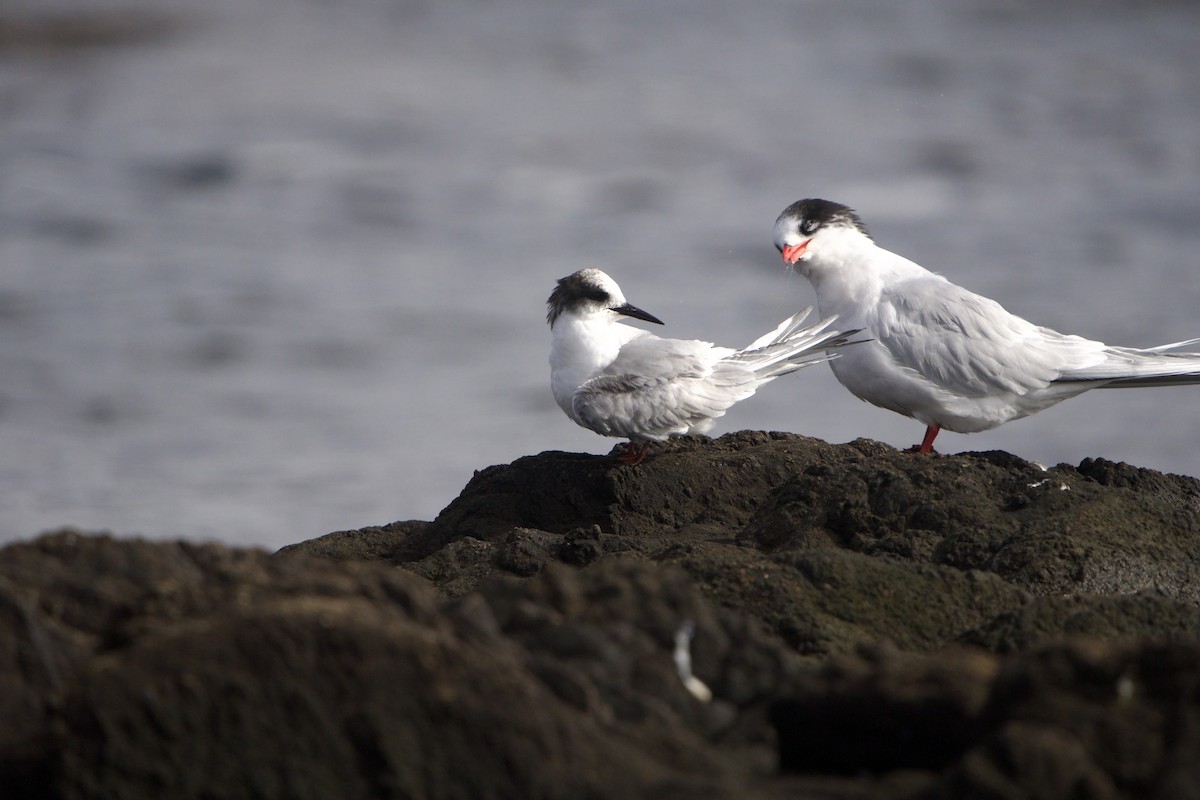 Arctic Tern - ML639340984