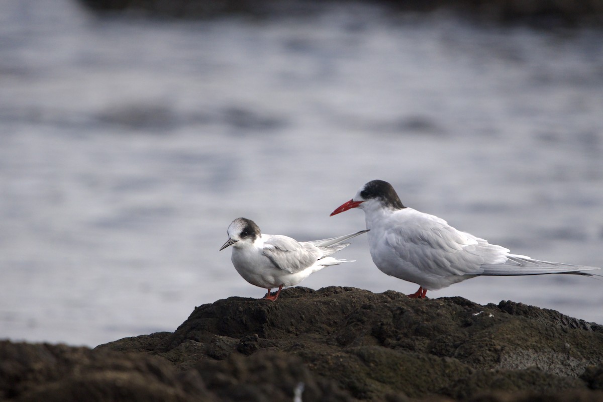 Arctic Tern - ML639340985