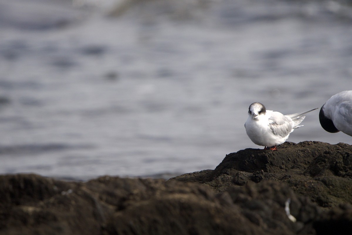 Arctic Tern - ML639340986