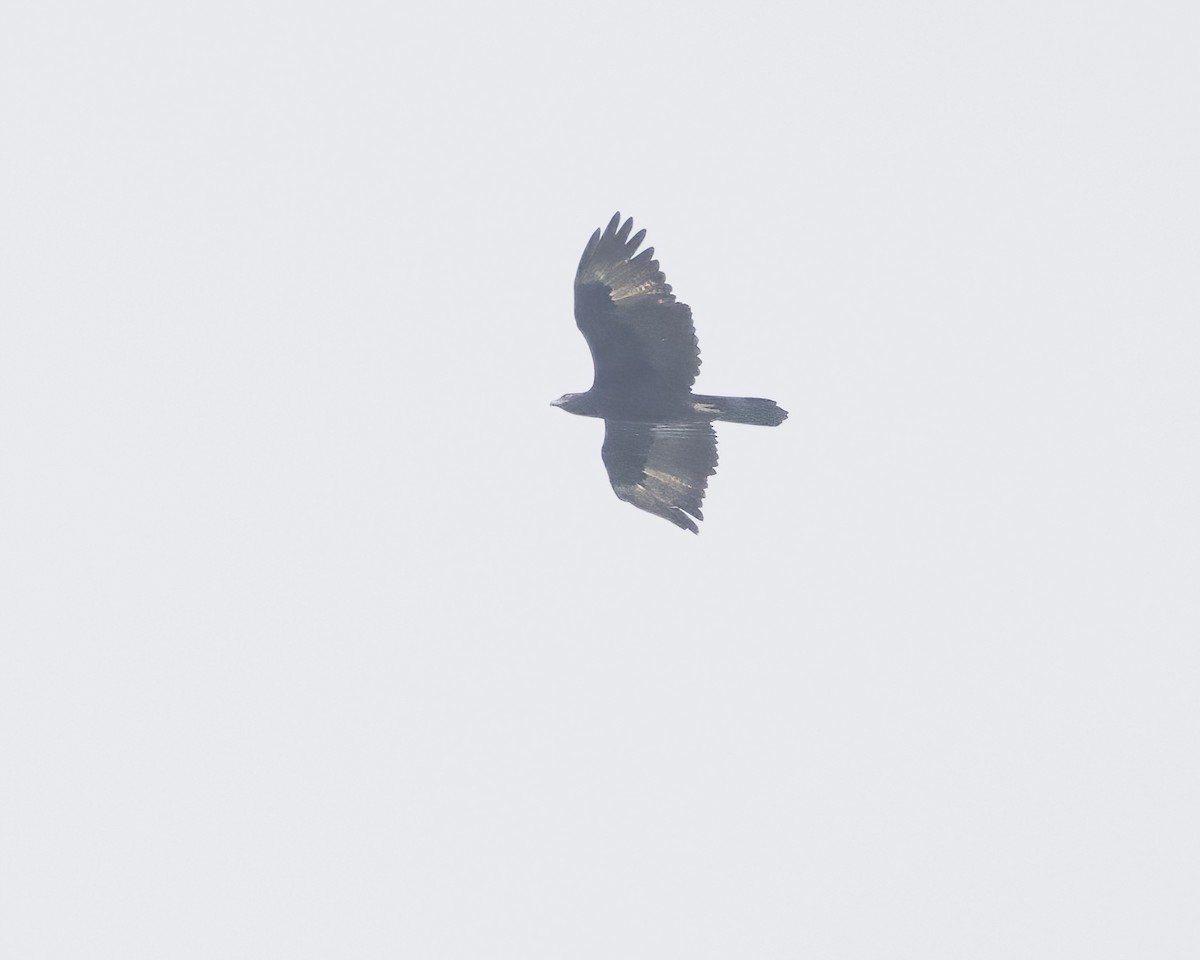 Gurney's Eagle - ML639341008