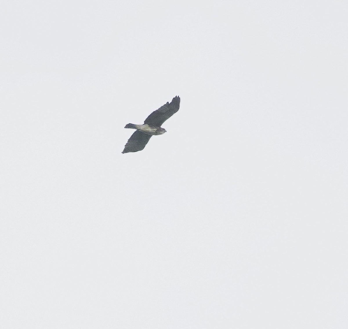 Aigle de Weiske - ML639341012