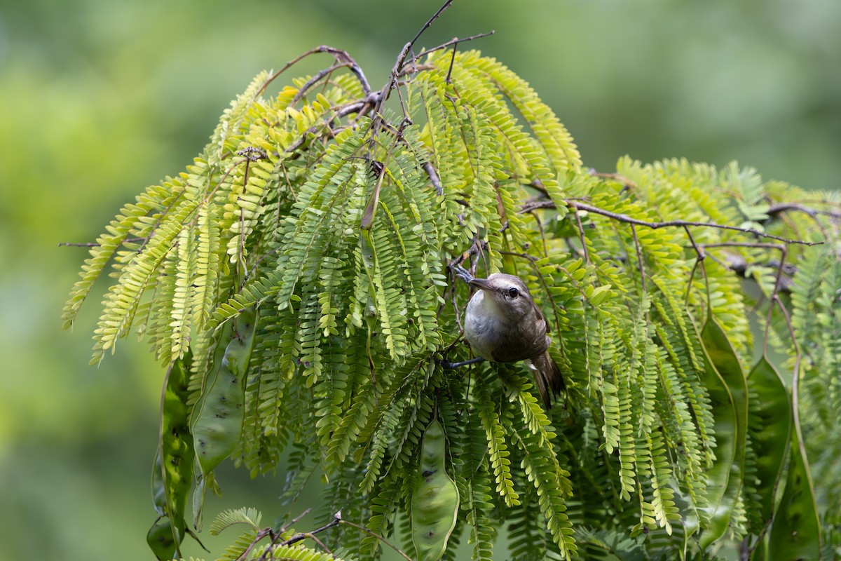 Yucatan Vireo - ML639341019