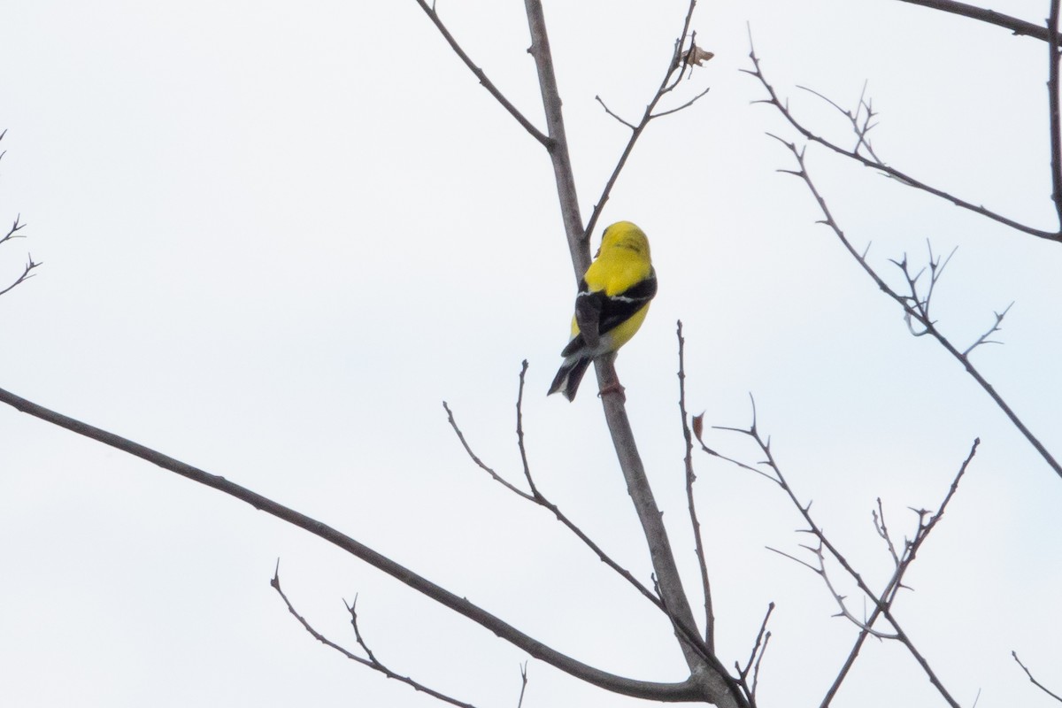 čížek žlutý - ML639341028