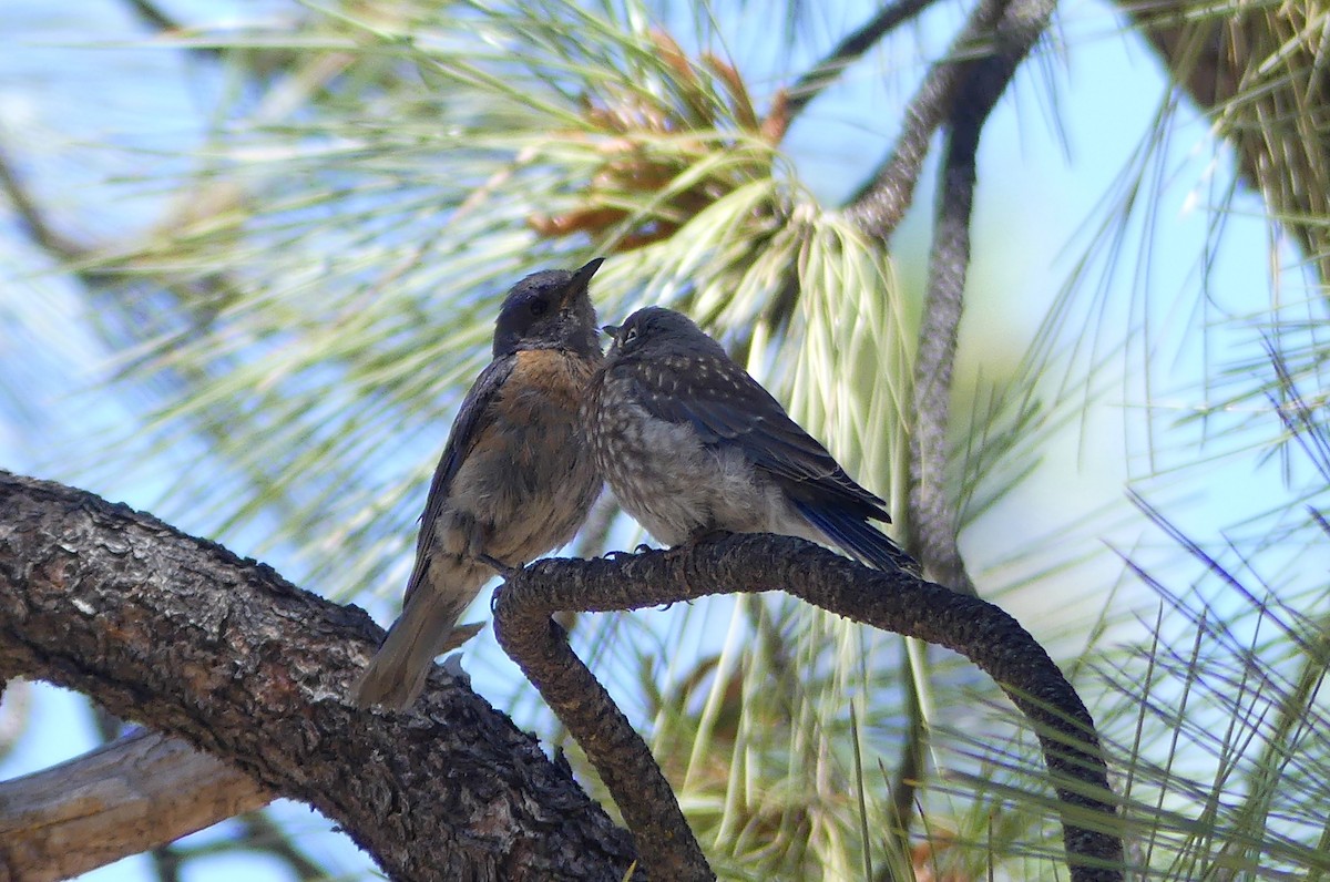 Western Bluebird - ML639341076