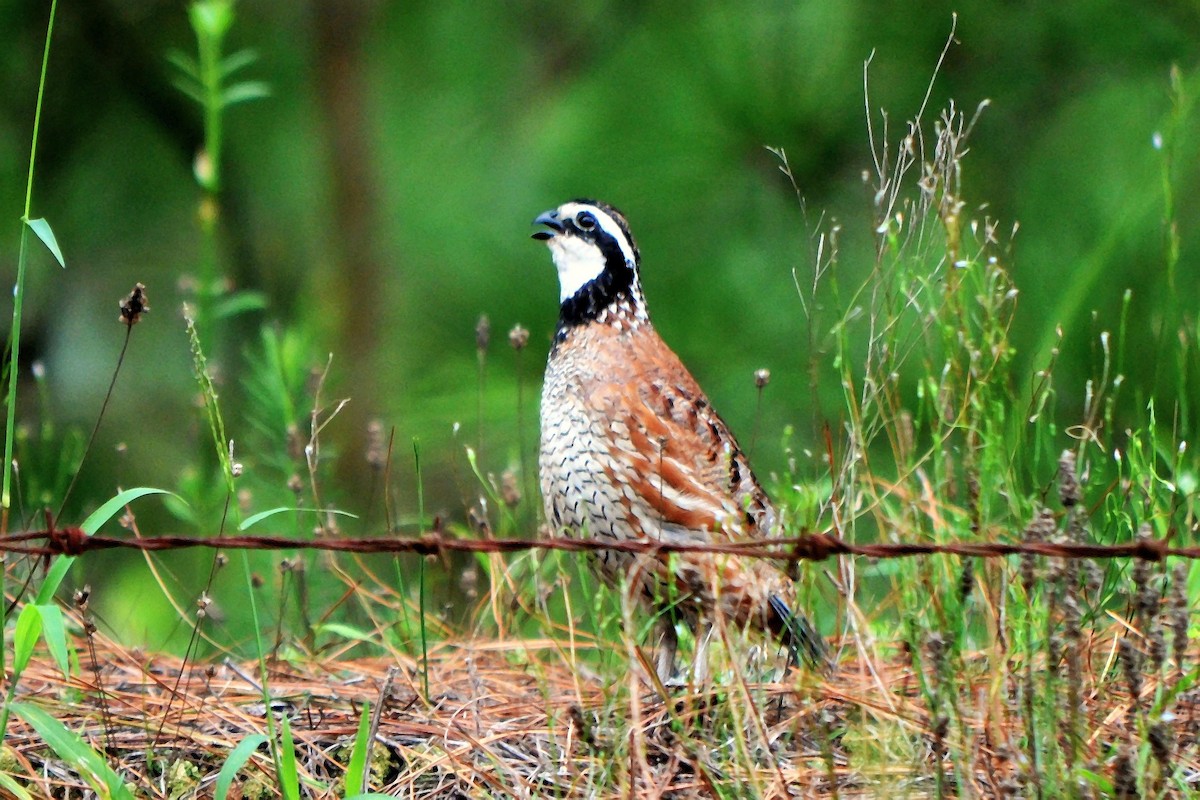 křepel virginský - ML639341128