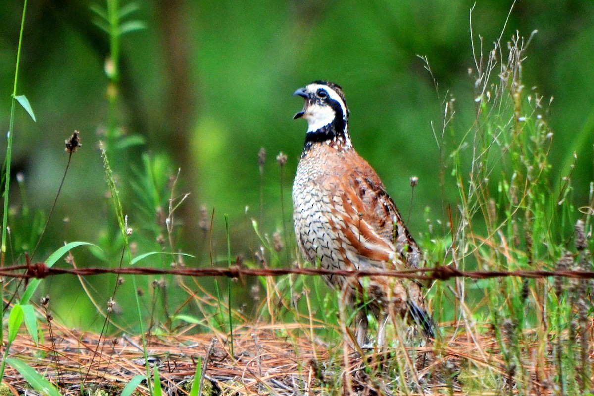 křepel virginský - ML639341132