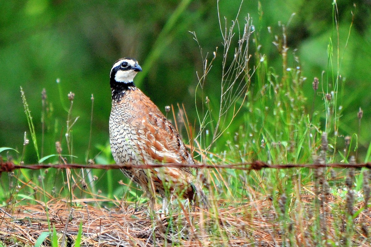 křepel virginský - ML639341143