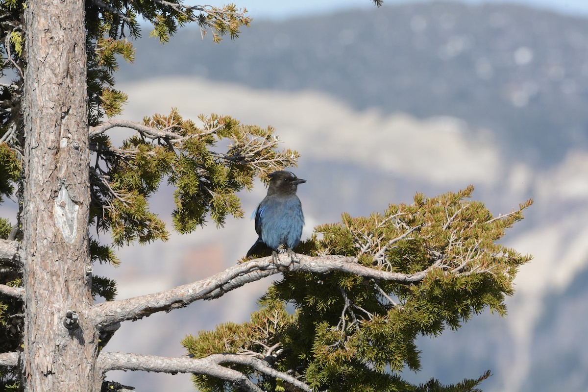 Steller's Jay - ML639341250