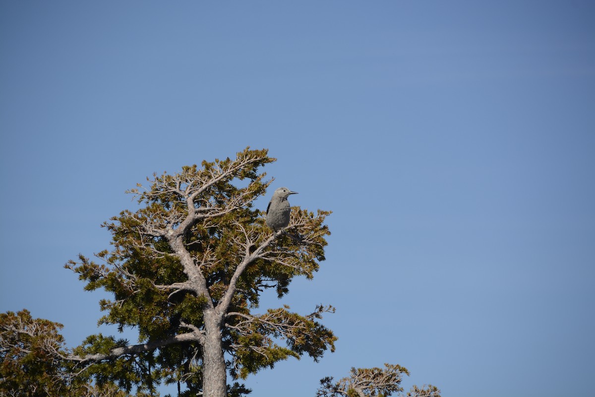 Clark's Nutcracker - ML639341256