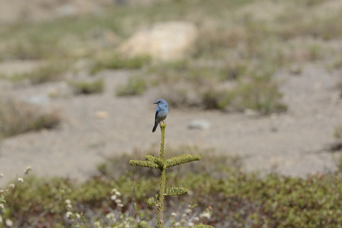 Mountain Bluebird - ML639341259