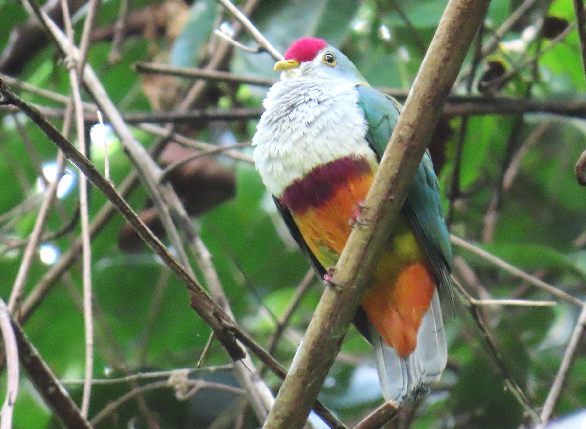 Beautiful Fruit-Dove - ML639341342