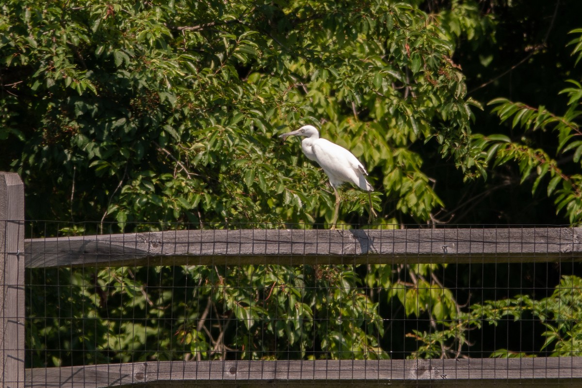 volavka modrošedá - ML639341421