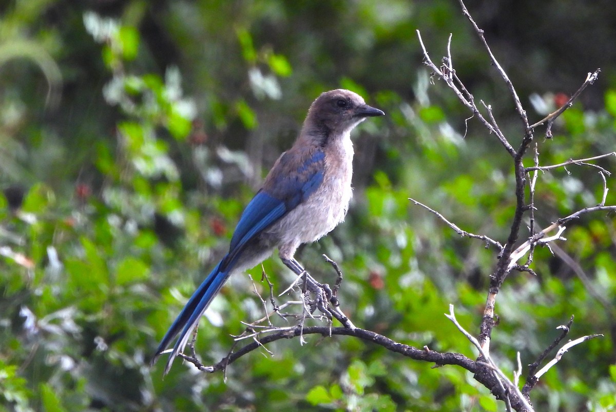 Woodhouse's Scrub-Jay - ML639341422
