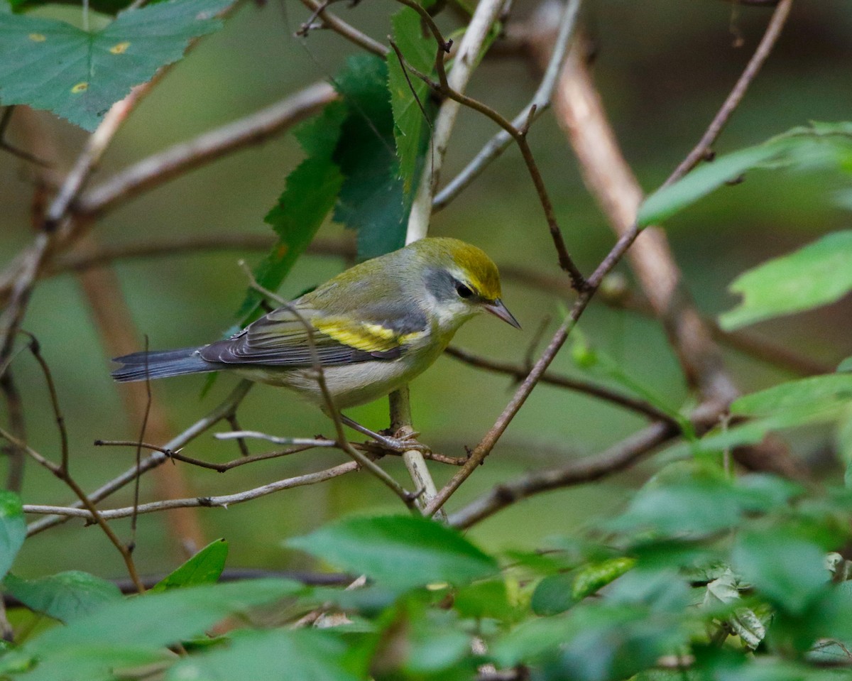 Golden-winged Warbler - ML639341438