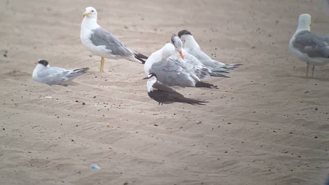 Sooty Tern - ML639341470