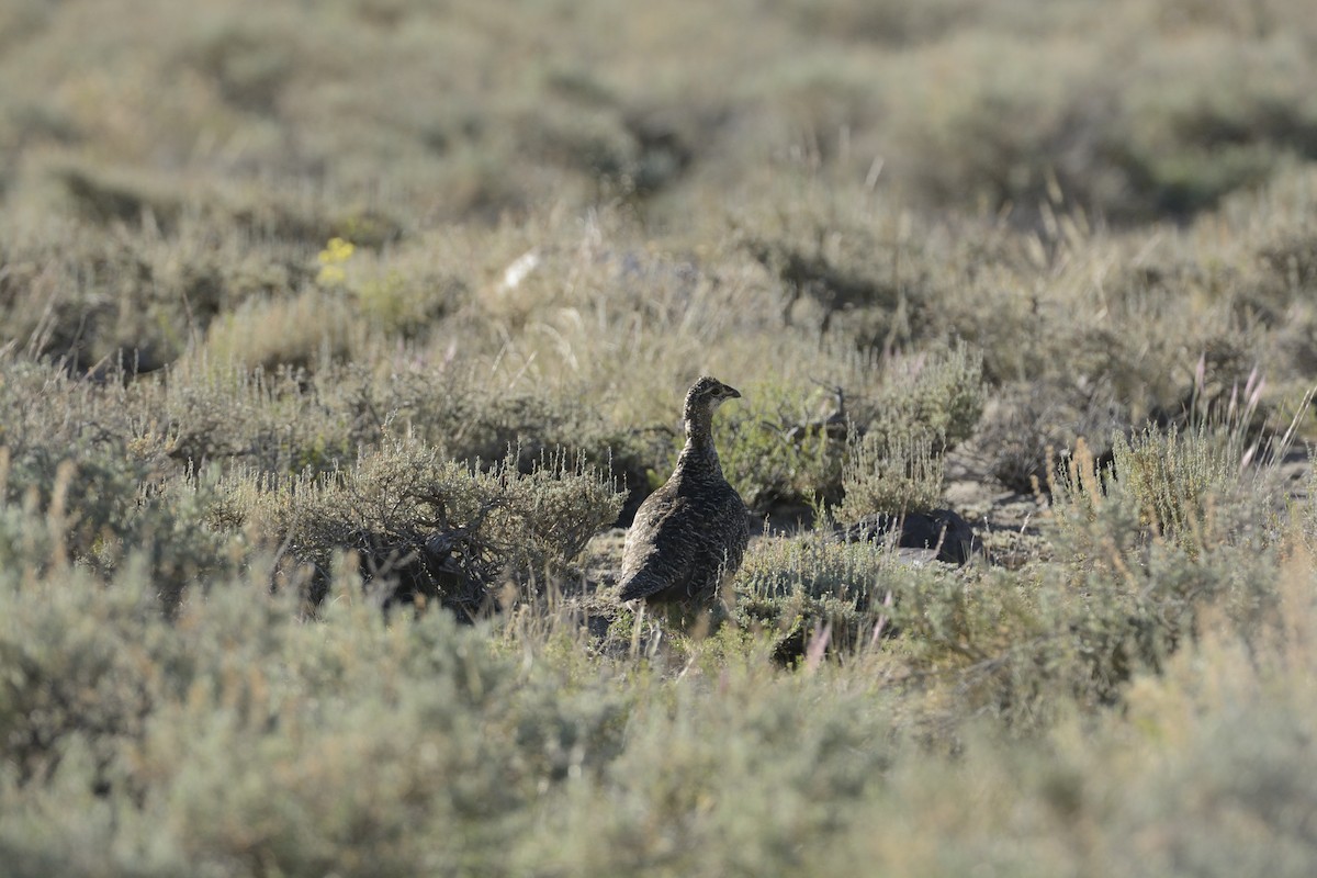 Greater Sage-Grouse - ML639341477