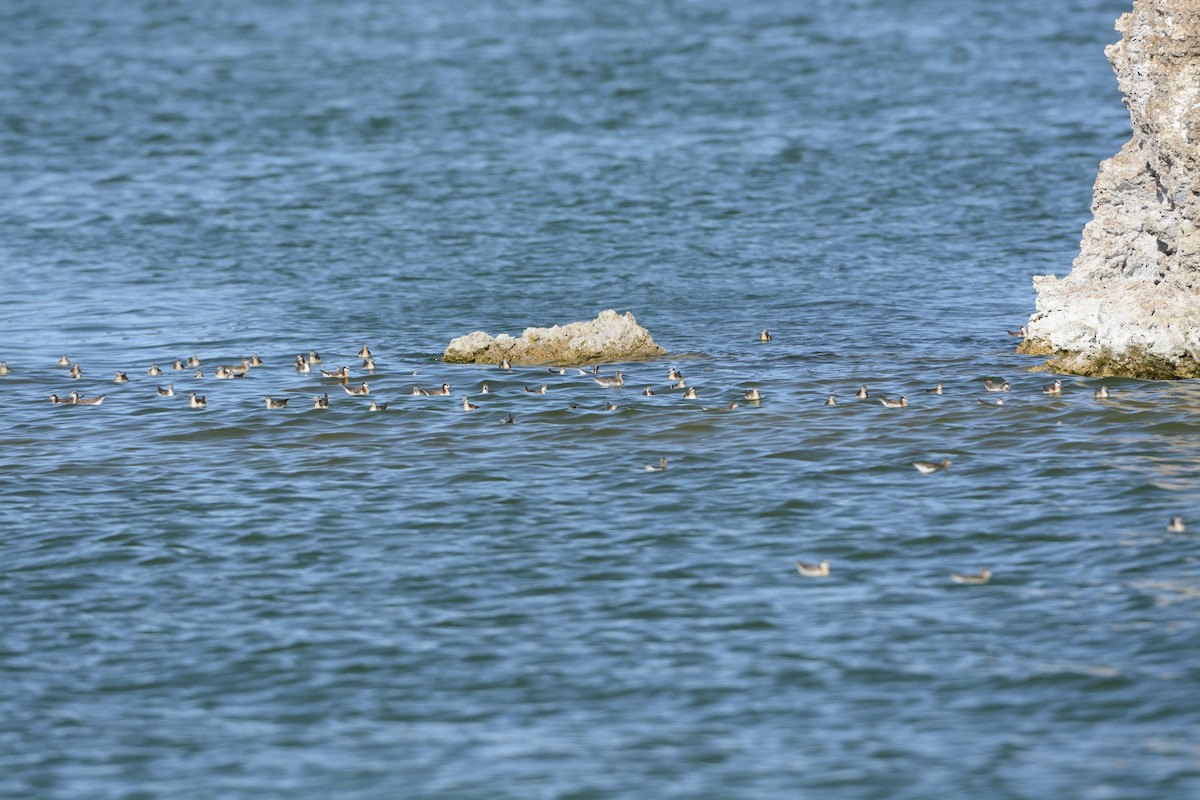 Wilson's Phalarope - ML639341507