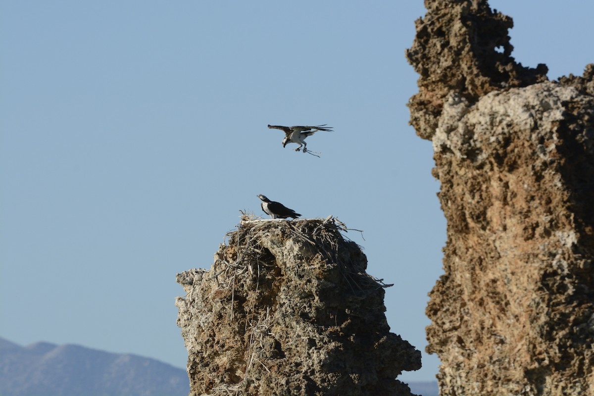 Osprey - ML639341511