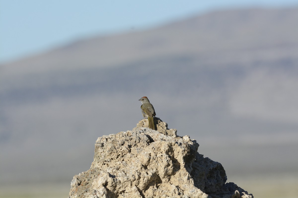 Green-tailed Towhee - ML639341517