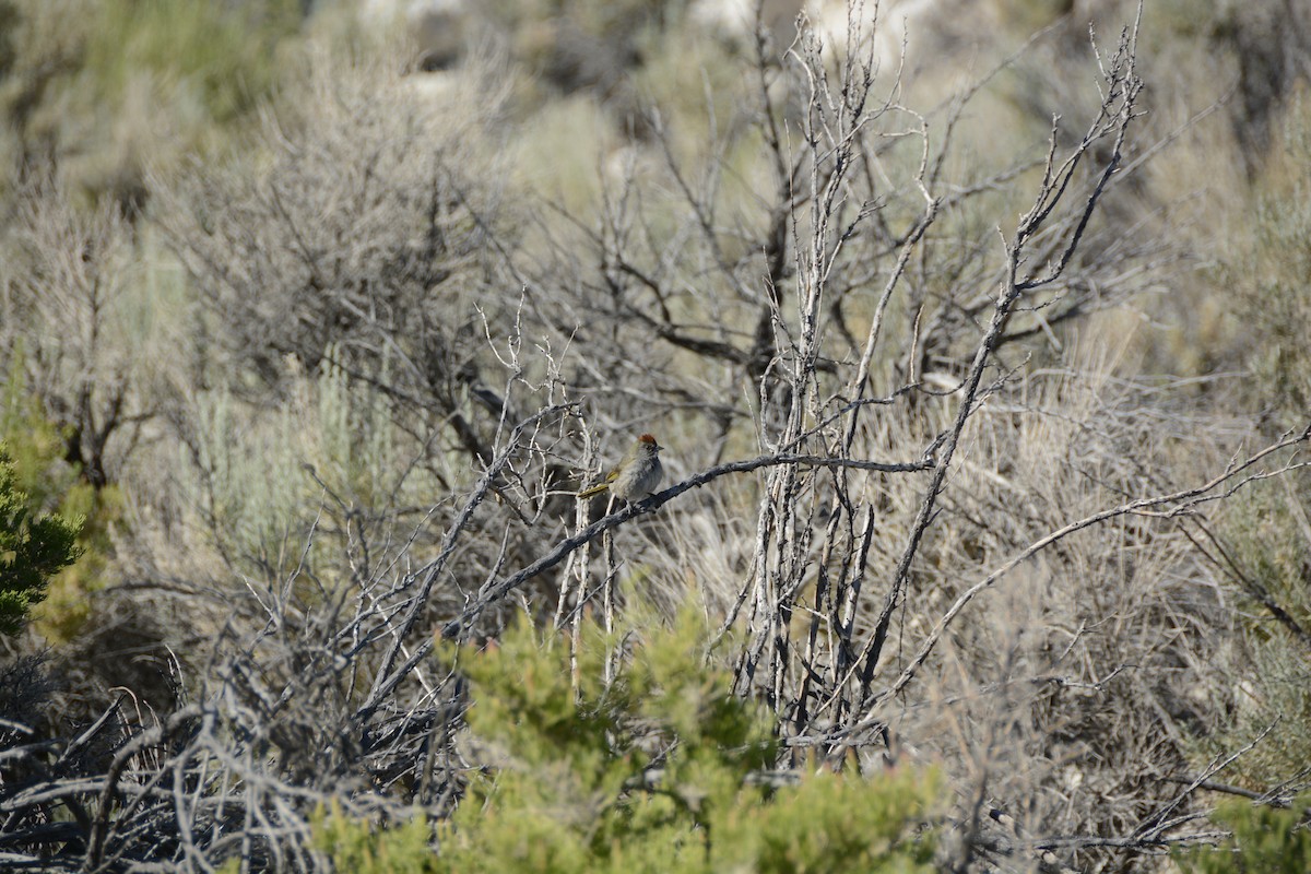 Green-tailed Towhee - ML639341520