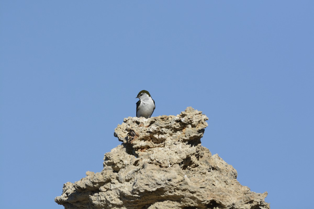 Violet-green Swallow - ML639341542