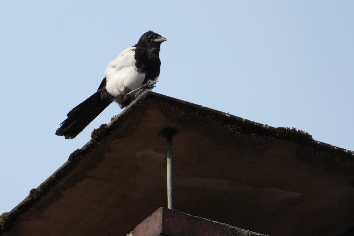 Eurasian Magpie - ML639341566