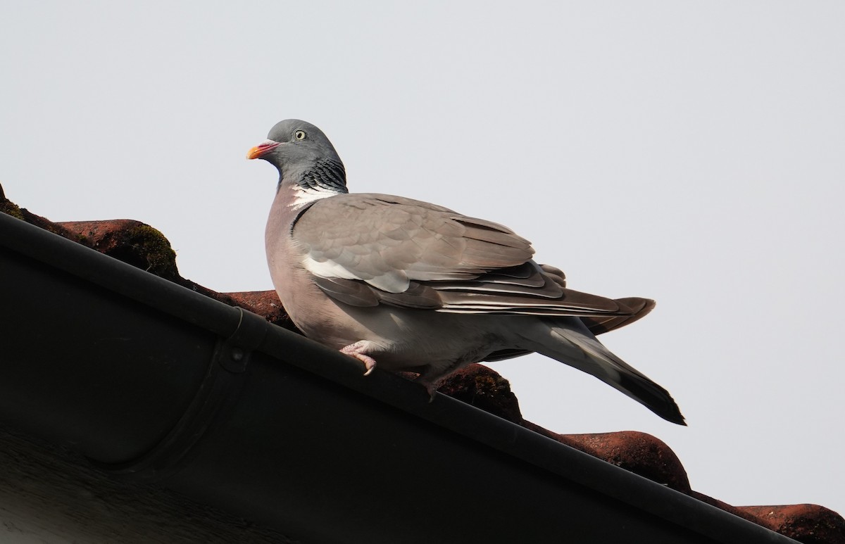 Common Wood-Pigeon - ML639341569