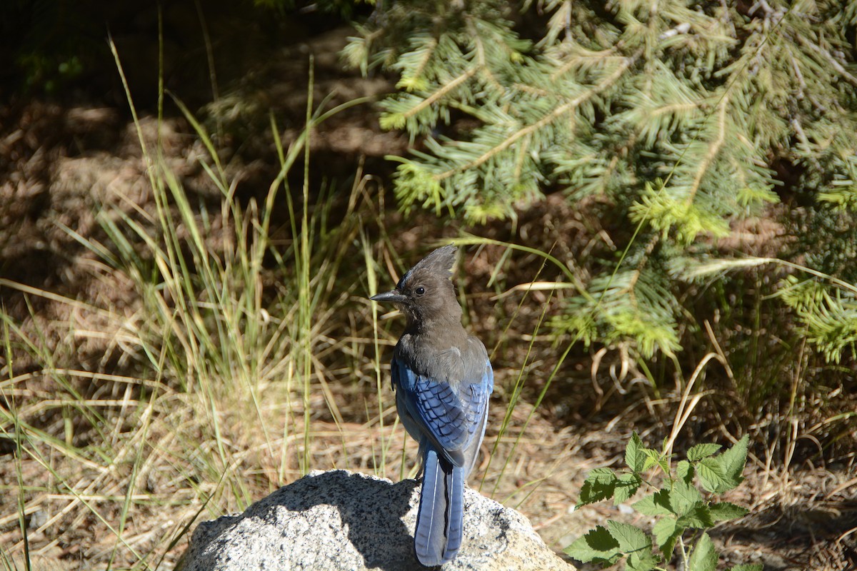 Steller's Jay - ML639341580