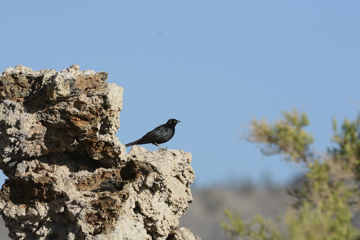 Brewer's Blackbird - ML639341591