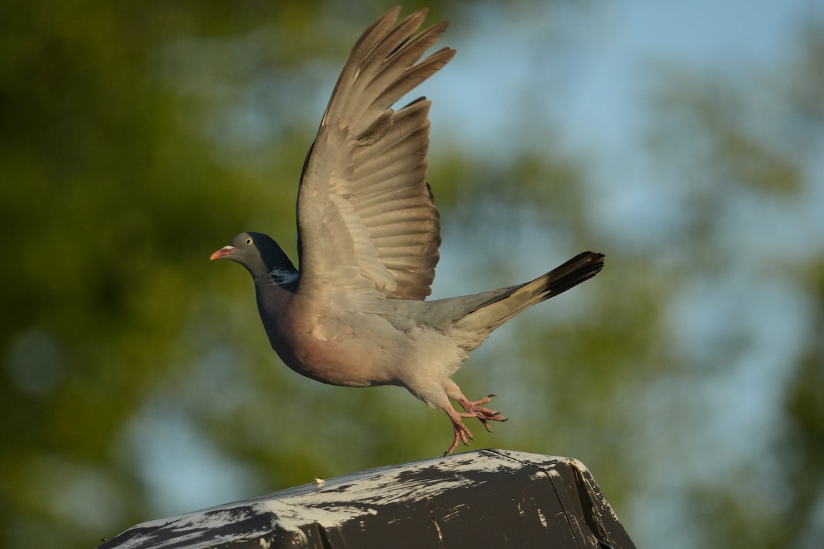 Common Wood-Pigeon - ML639341752