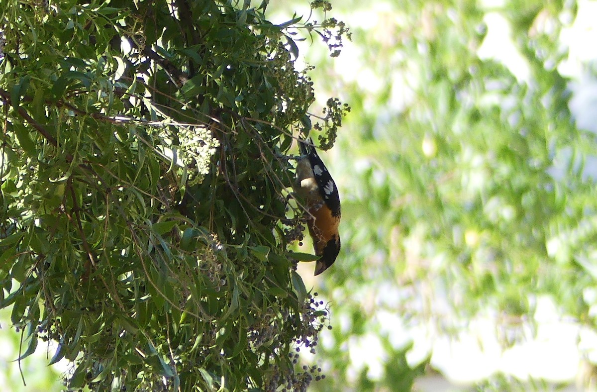 Black-headed Grosbeak - ML639341769