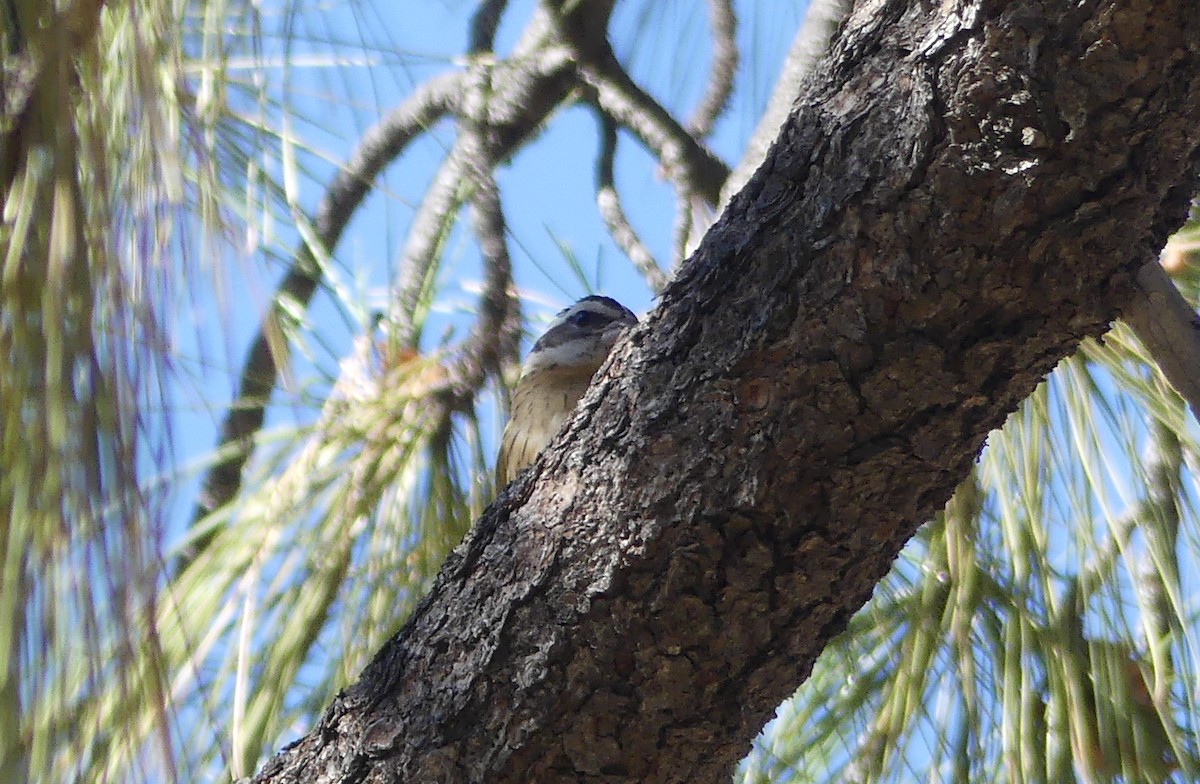 Black-headed Grosbeak - ML639341789