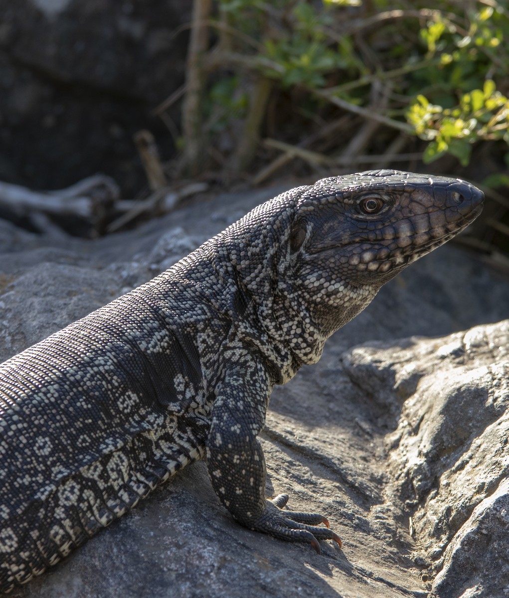 Argentine Black-and-white Tegu - ML639341879