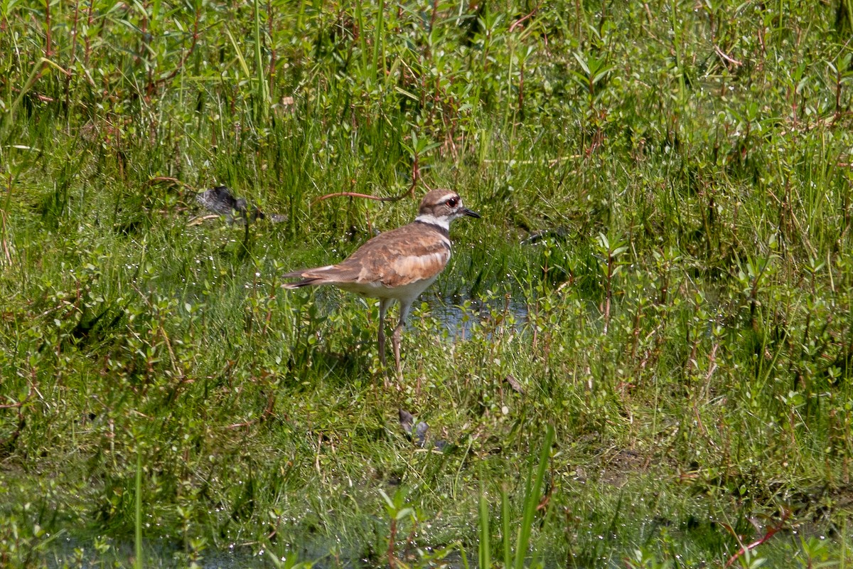 kulík rezavoocasý - ML639341921