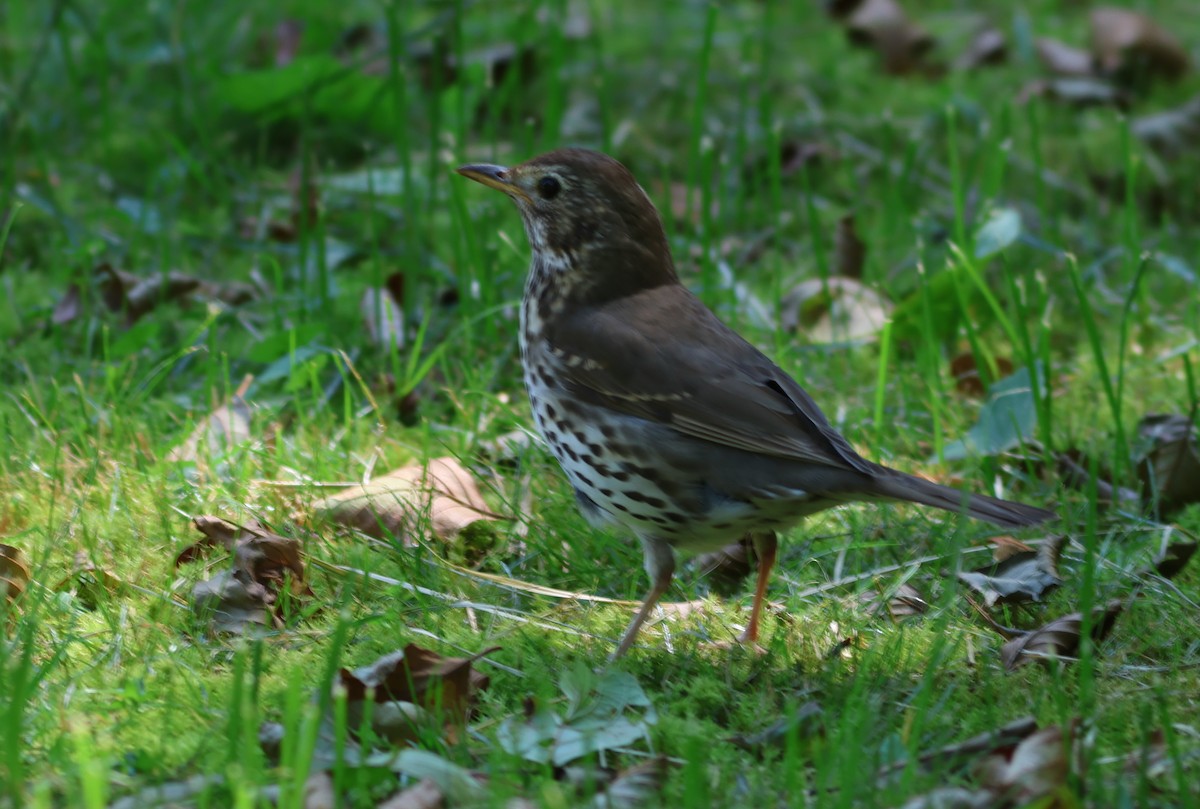 Song Thrush - ML639341927