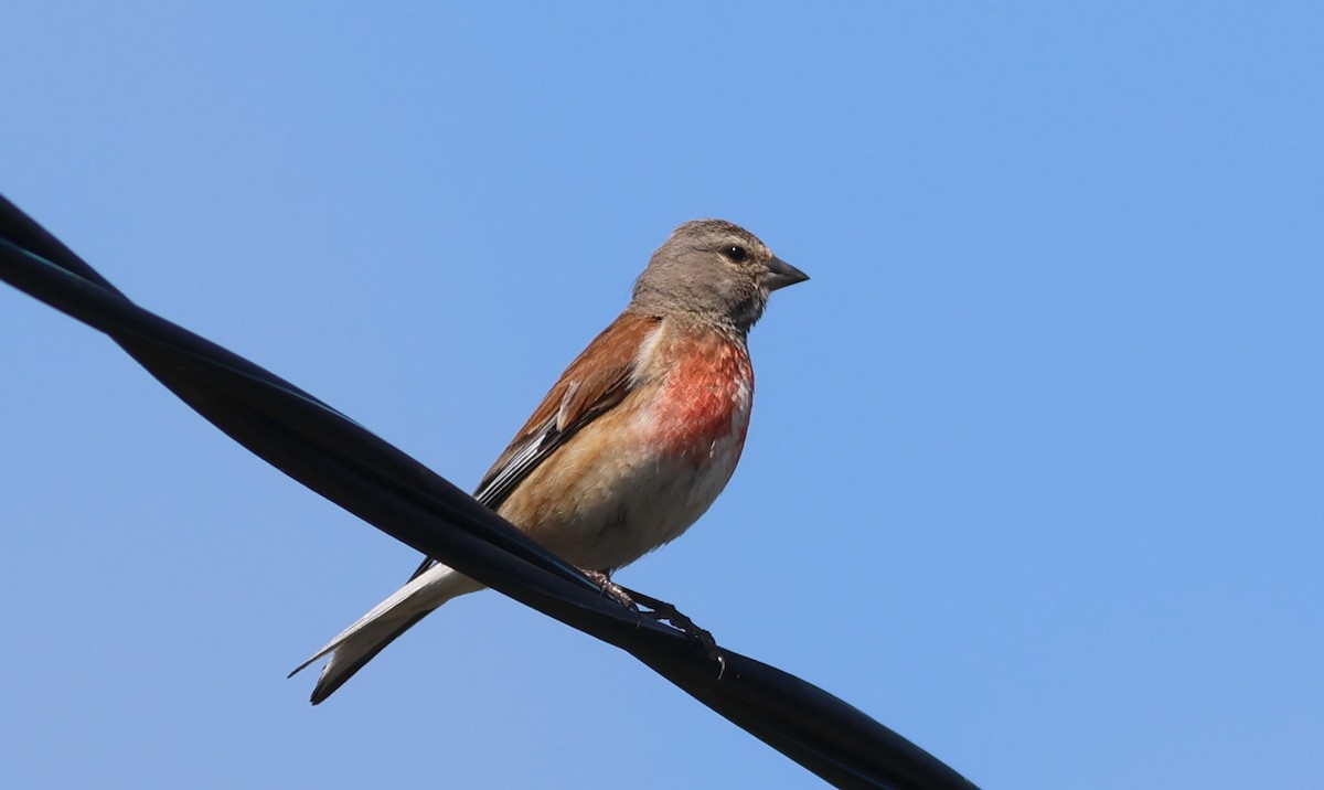 Eurasian Linnet - ML639341929