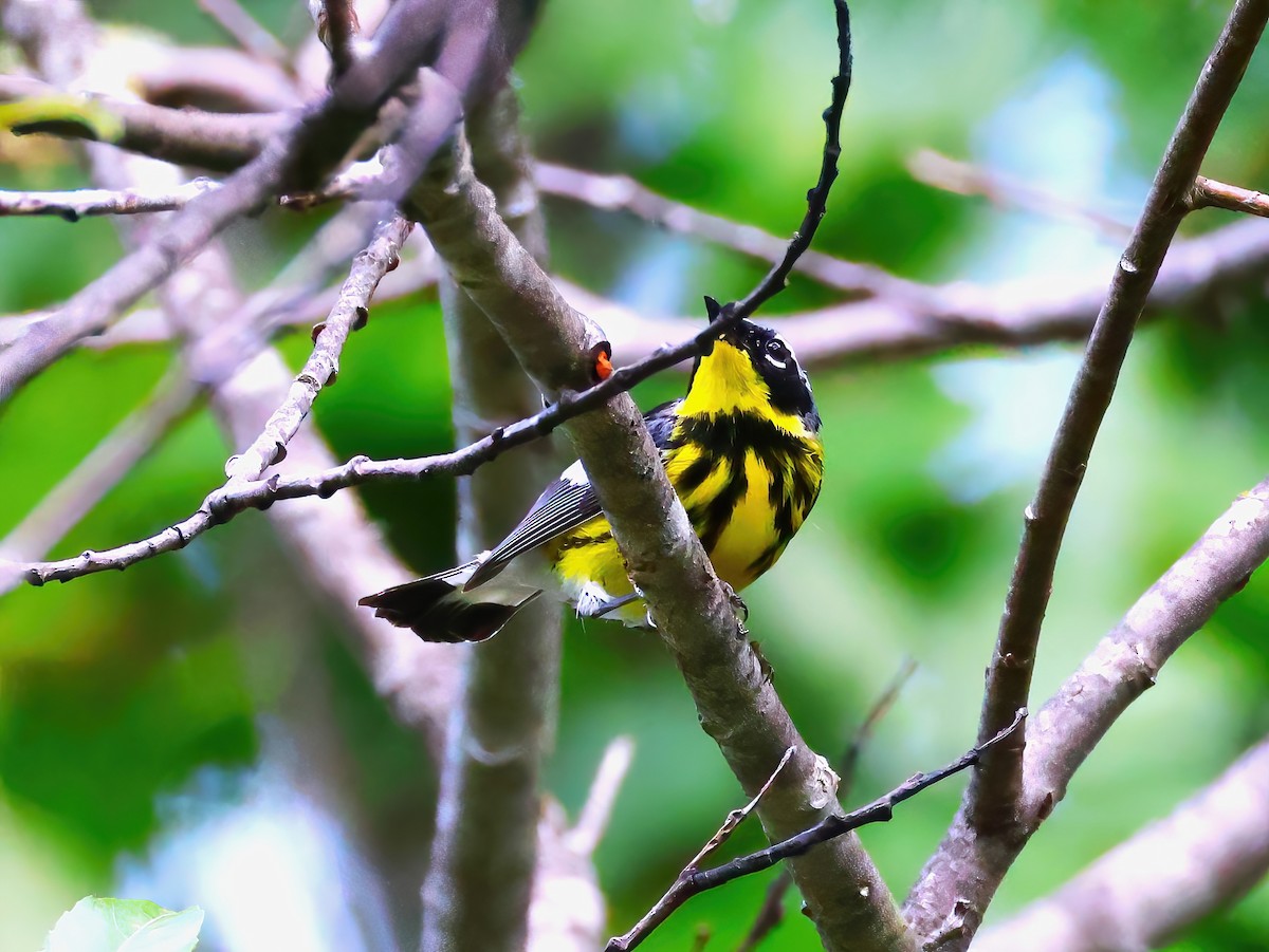 Magnolia Warbler - ML639341984