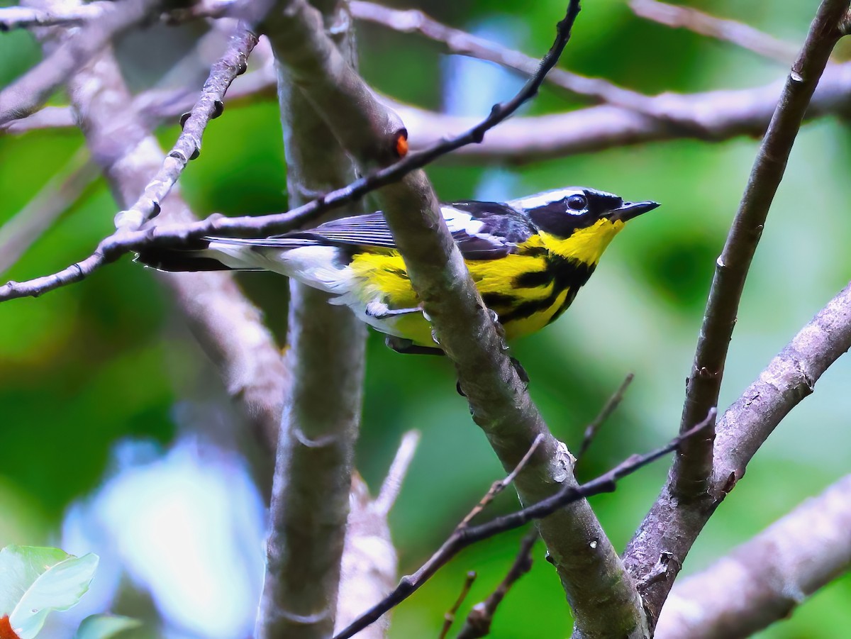 Magnolia Warbler - ML639341985