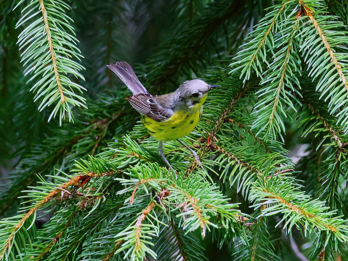 Magnolia Warbler - ML639341986