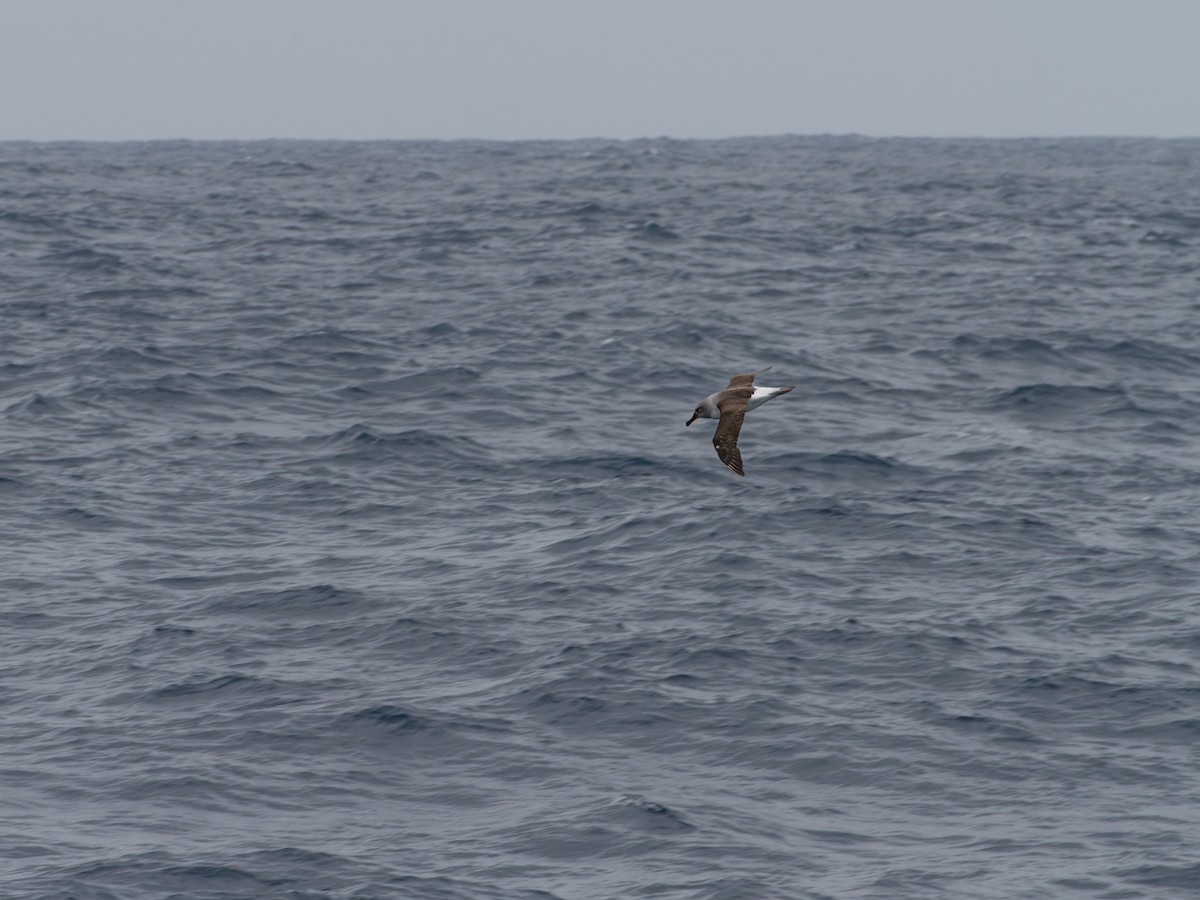 Boz Başlı Albatros - ML639342121