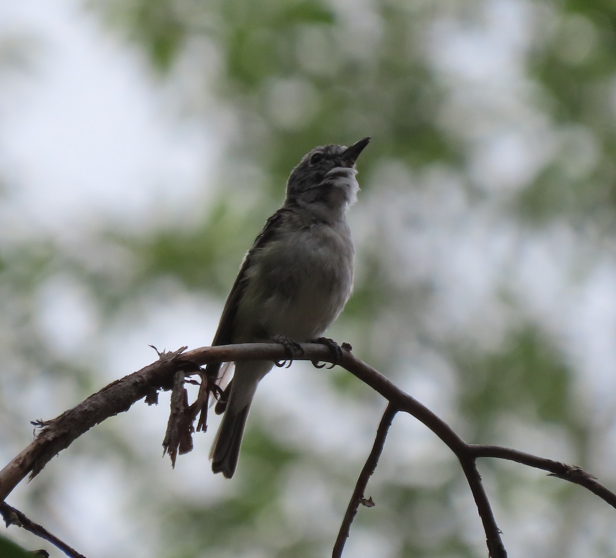 Plumbeous Vireo - ML639342190
