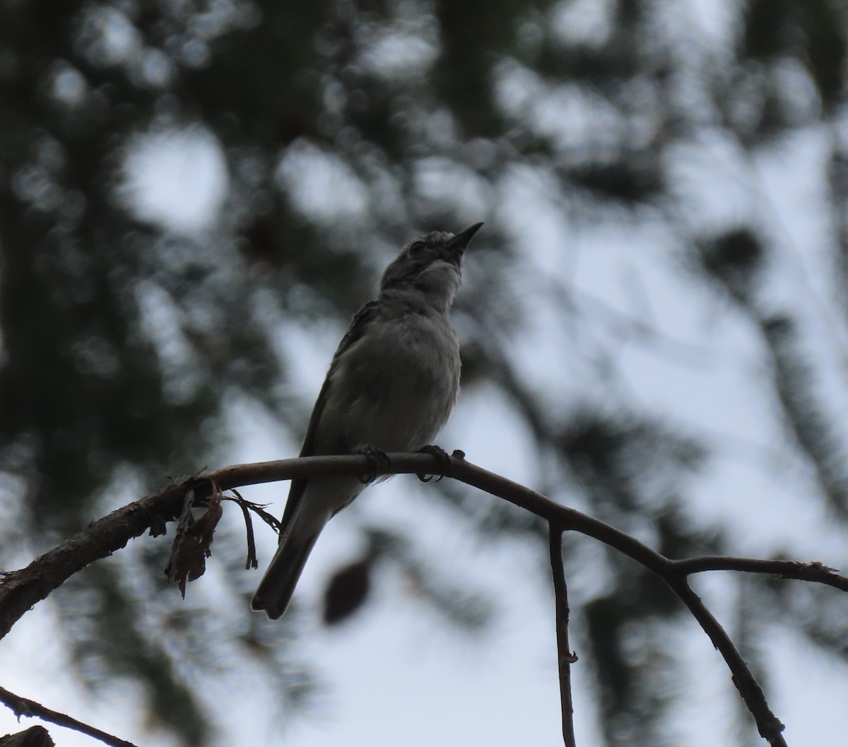 Plumbeous Vireo - ML639342191