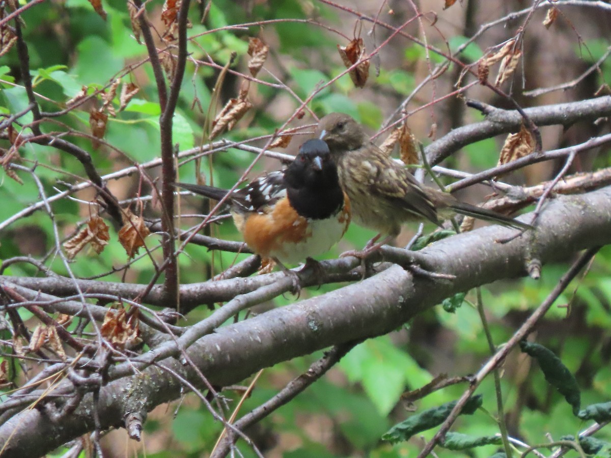 Spotted Towhee (maculatus Group) - ML639342201
